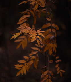 Close-up of autumnal leaves