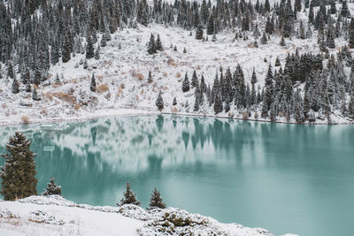 Panoramic view of pine trees on snow covered land