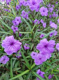 Close-up of pink flowering plants