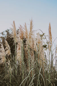 Close-up of stalks in field against clear sky