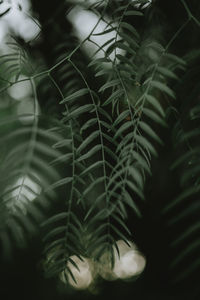 Close-up of leaves