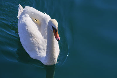 Close-up of swan swimming in lake