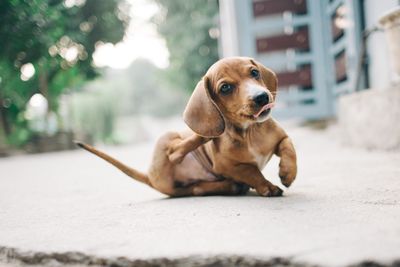 Portrait of dog sitting outdoors