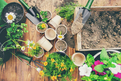 High angle view of potted plants on table