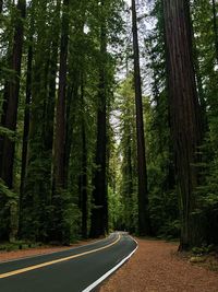 Road amidst trees in forest