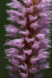 Close-up of pink flowers arranged in row