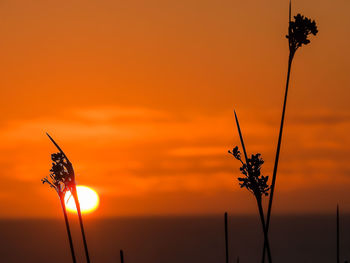 Close-up of silhouette plant against orange sky