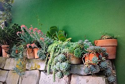 Plants growing against wall