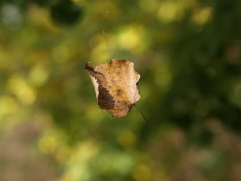 Close-up of leaf on flower