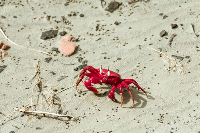 High angle view of red crab on beach