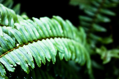 Close-up of fern