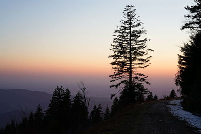 Silhouette trees in forest against sky during sunset