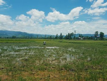 The lonely buffalo in the thailand wetlands