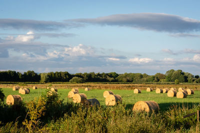 agriculture