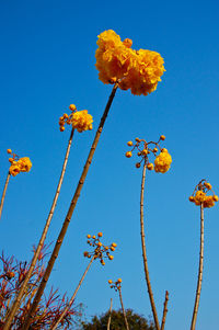 Low angle view of flowering plants against blue sky