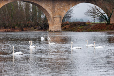 Swans swimming in lake