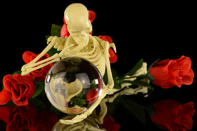 Close-up of red roses against black background