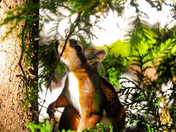 Low angle view of giraffe on tree