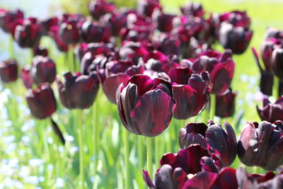 Close-up of purple tulip flowers on field