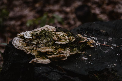 Close up of fungus growing on tree stump