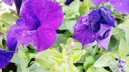 Close-up of purple flowers