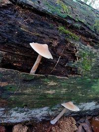 High angle view of mushroom growing on land