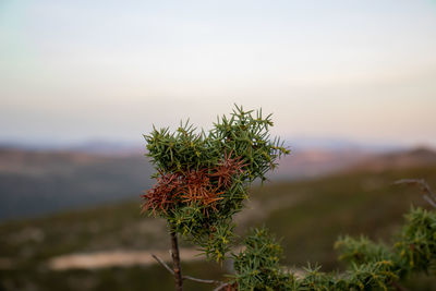 Close-up of flowering plant on land against sky