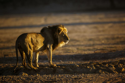 Lioness walking on road