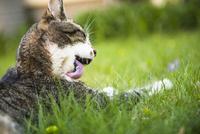 Housecat preening in the grass
