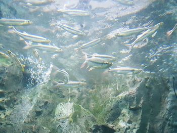 High angle view of fishes swimming in sea