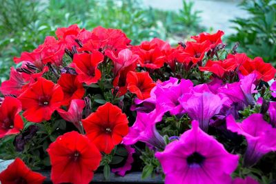 Red flowers blooming outdoors