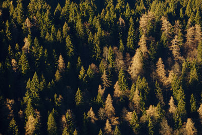 Close-up of pine trees in forest