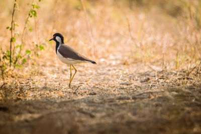 Bird perching on a field