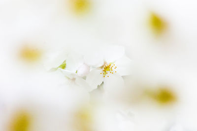 Close-up of white flowering plant