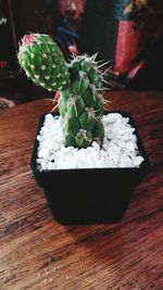 High angle view of potted cactus on table