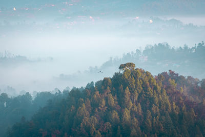 Trees in forest against sky