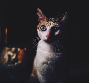 Portrait of cat looking at black background