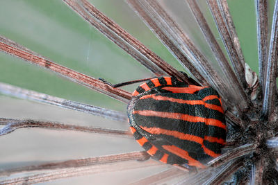 Close-up of insect