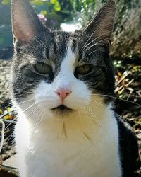 Close-up portrait of cat