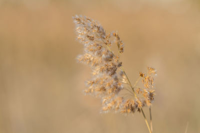 Close-up of plant against blurred background