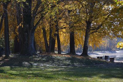 Trees in forest