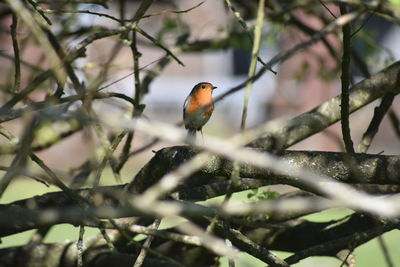 Bird perching on a tree