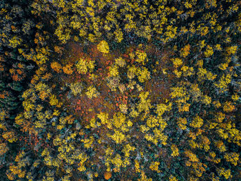 Full frame shot of yellow flowering plants