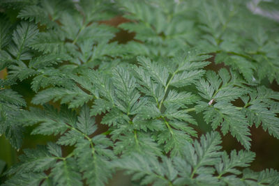 Full frame shot of pine tree