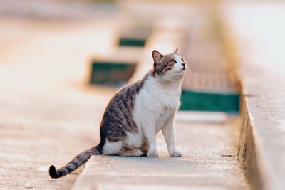 Side view of a cat looking away