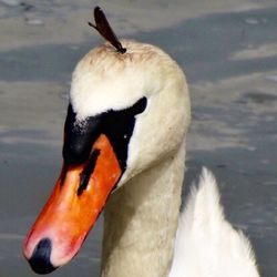 Close-up of white bird