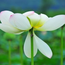 Close-up of white flowers blooming outdoors