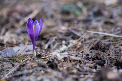 Close-up of purple crocus field