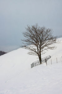 Bare tree on snow covered landscape against clear sky