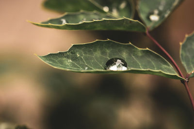 Close-up of spider web on plant